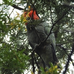 Callocephalon fimbriatum (Gang-gang Cockatoo) at Acton, ACT - 10 Nov 2021 by HelenCross