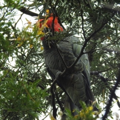 Callocephalon fimbriatum (Gang-gang Cockatoo) at ANBG - 9 Nov 2021 by HelenCross