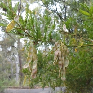 Callocephalon fimbriatum at Acton, ACT - 10 Nov 2021