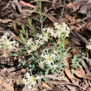 Pimelea linifolia at Aranda, ACT - 15 Nov 2021