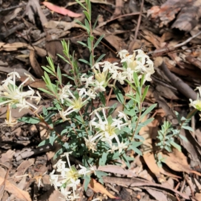 Pimelea linifolia (Slender Rice Flower) at Aranda, ACT - 15 Nov 2021 by KMcCue