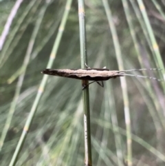 Plutella xylostella (Diamondback Moth) at Murrumbateman, NSW - 28 Oct 2021 by SimoneC