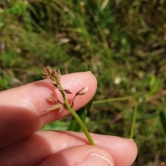 Grona varians (Slender Tick-Trefoil) at Albury - 14 Nov 2021 by erika