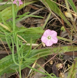 Convolvulus angustissimus subsp. angustissimus at West Albury, NSW - 14 Nov 2021 11:49 AM