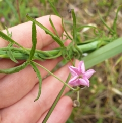 Convolvulus angustissimus subsp. angustissimus at West Albury, NSW - 14 Nov 2021 11:49 AM