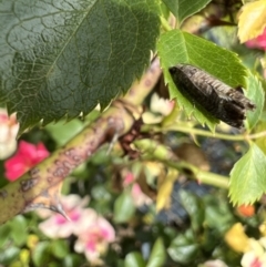 Cydia pomonella (Codling Moth) at Murrumbateman, NSW - 11 Nov 2021 by SimoneC