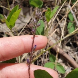 Glycine tabacina at West Albury, NSW - 14 Nov 2021