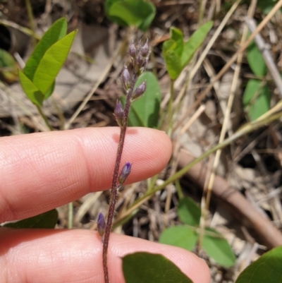 Glycine tabacina (Variable Glycine) at Albury - 14 Nov 2021 by erika