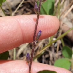 Glycine tabacina at West Albury, NSW - 14 Nov 2021