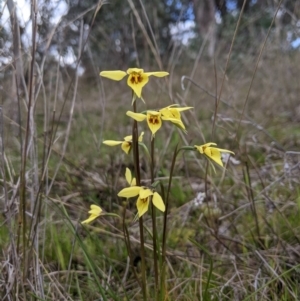 Diuris chryseopsis at Molonglo Valley, ACT - 16 Sep 2021