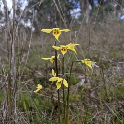 Diuris chryseopsis (Golden Moth) at Kama - 16 Sep 2021 by Riko