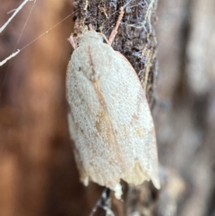 Euchaetis inceptella (Wingia Group) at Jerrabomberra, NSW - 15 Nov 2021 by SteveBorkowskis