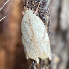 Euchaetis inceptella (Wingia Group) at Jerrabomberra, NSW - 15 Nov 2021 by Steve_Bok