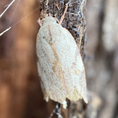 Euchaetis inceptella (Wingia Group) at Jerrabomberra, NSW - 15 Nov 2021 by SteveBorkowskis