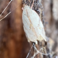 Euchaetis inceptella at Jerrabomberra, NSW - suppressed