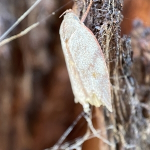 Euchaetis inceptella at Jerrabomberra, NSW - suppressed