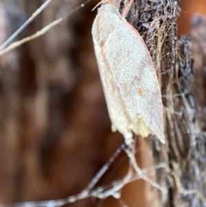 Euchaetis inceptella at Jerrabomberra, NSW - suppressed