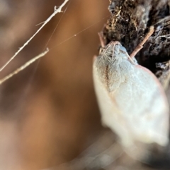 Euchaetis inceptella at Jerrabomberra, NSW - suppressed