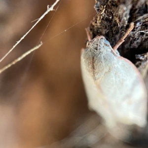 Euchaetis inceptella at Jerrabomberra, NSW - suppressed