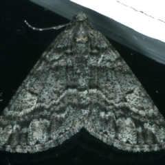 Lipogya eutheta (Grey Bark Moth) at Ainslie, ACT - 3 Nov 2021 by jbromilow50