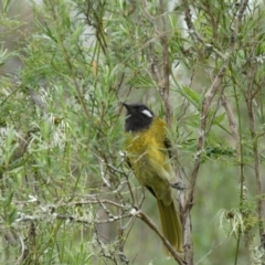Nesoptilotis leucotis (White-eared Honeyeater) at Karabar, NSW - 14 Nov 2021 by SteveBorkowskis