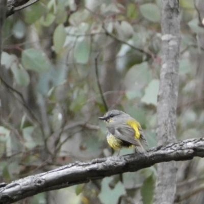 Eopsaltria australis (Eastern Yellow Robin) at Karabar, NSW - 14 Nov 2021 by SteveBorkowskis