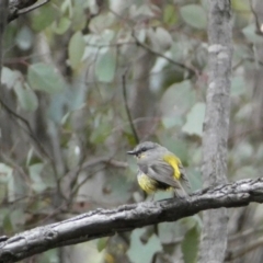 Eopsaltria australis (Eastern Yellow Robin) at Karabar, NSW - 14 Nov 2021 by Steve_Bok