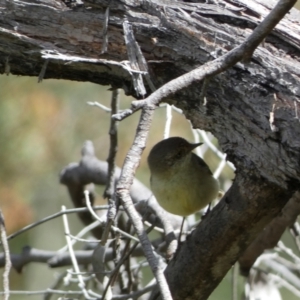 Acanthiza reguloides at Karabar, NSW - 14 Nov 2021