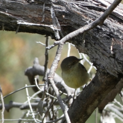 Acanthiza reguloides (Buff-rumped Thornbill) at Karabar, NSW - 14 Nov 2021 by SteveBorkowskis