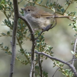 Acanthiza pusilla at Karabar, NSW - 14 Nov 2021