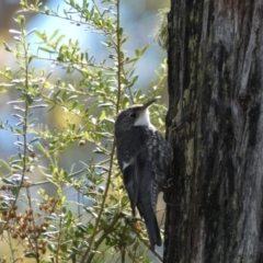 Cormobates leucophaea (White-throated Treecreeper) at Karabar, NSW - 14 Nov 2021 by Steve_Bok