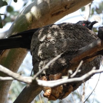 Corcorax melanorhamphos (White-winged Chough) at Karabar, NSW - 14 Nov 2021 by Steve_Bok