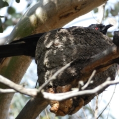 Corcorax melanorhamphos (White-winged Chough) at Karabar, NSW - 14 Nov 2021 by Steve_Bok