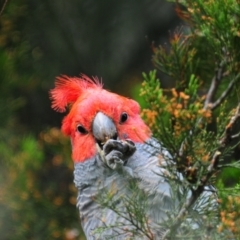 Callocephalon fimbriatum (Gang-gang Cockatoo) at Gigerline Nature Reserve - 14 Nov 2021 by Harrisi