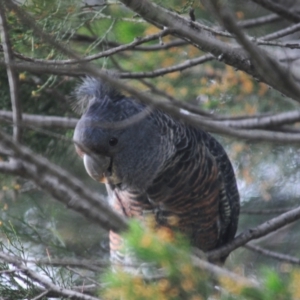 Callocephalon fimbriatum at Tennent, ACT - suppressed