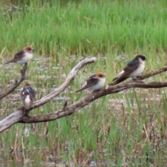 Petrochelidon nigricans (Tree Martin) at Fyshwick, ACT - 15 Nov 2021 by RodDeb