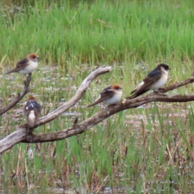 Petrochelidon nigricans (Tree Martin) at Fyshwick, ACT - 15 Nov 2021 by RodDeb