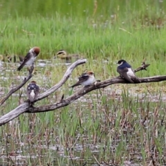 Petrochelidon nigricans at Fyshwick, ACT - 15 Nov 2021