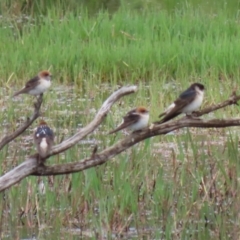 Petrochelidon nigricans at Fyshwick, ACT - 15 Nov 2021