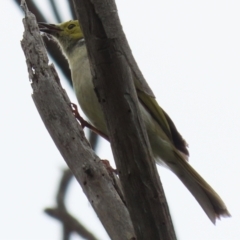 Ptilotula penicillata (White-plumed Honeyeater) at Fyshwick, ACT - 15 Nov 2021 by RodDeb