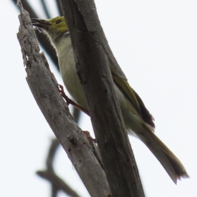 Ptilotula penicillata (White-plumed Honeyeater) at Jerrabomberra Wetlands - 15 Nov 2021 by RodDeb