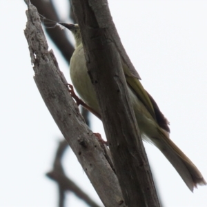 Ptilotula penicillata at Fyshwick, ACT - 15 Nov 2021