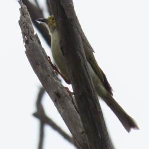 Ptilotula penicillata at Fyshwick, ACT - 15 Nov 2021