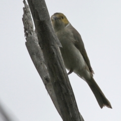 Ptilotula penicillata at Fyshwick, ACT - 15 Nov 2021