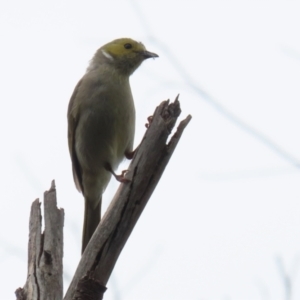 Ptilotula penicillata at Fyshwick, ACT - 15 Nov 2021