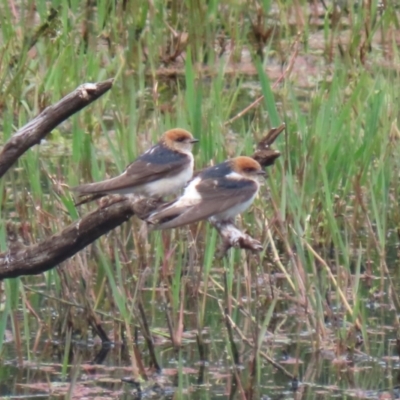 Petrochelidon ariel (Fairy Martin) at Fyshwick, ACT - 15 Nov 2021 by RodDeb