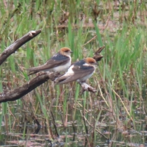 Petrochelidon ariel at Fyshwick, ACT - 15 Nov 2021