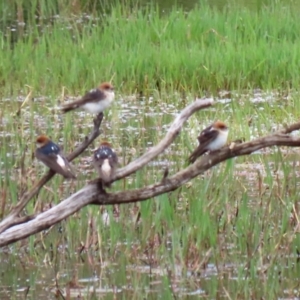 Petrochelidon ariel at Fyshwick, ACT - 15 Nov 2021