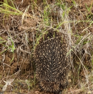 Tachyglossus aculeatus at West Wodonga, VIC - 15 Nov 2021