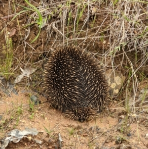 Tachyglossus aculeatus at West Wodonga, VIC - 15 Nov 2021